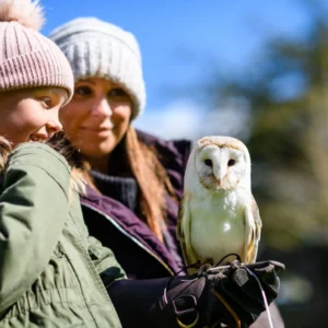 Bird of Prey Taster Session