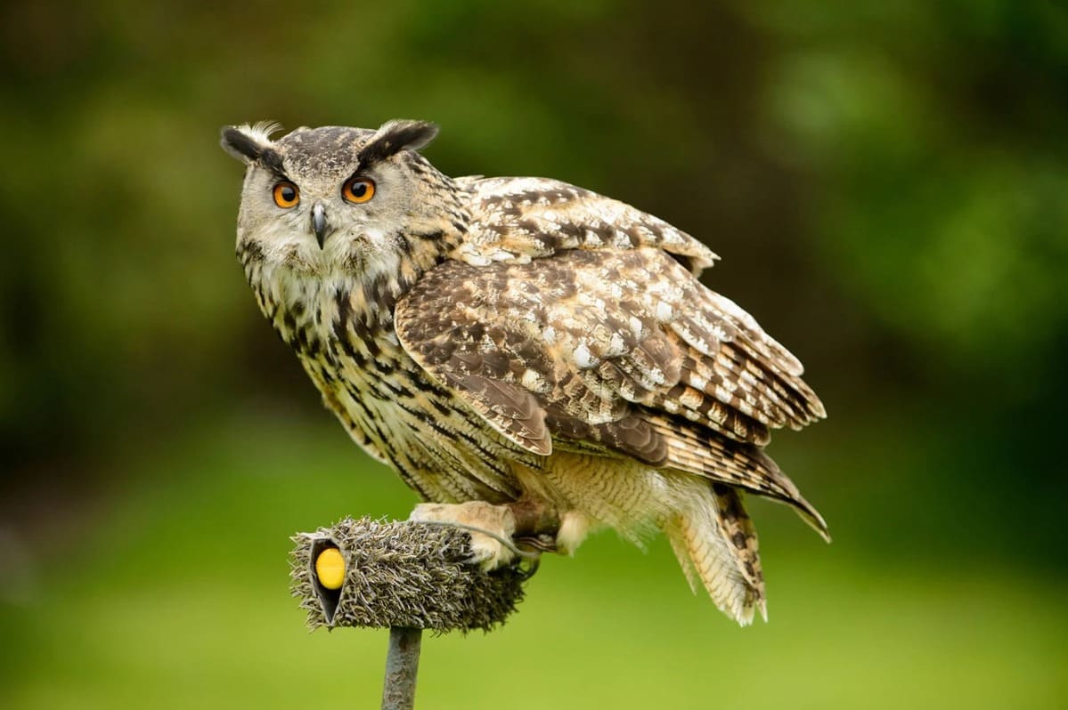 Birds of Prey